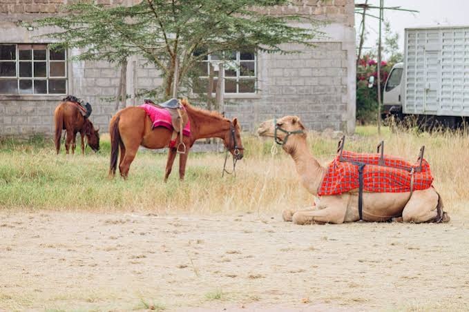 Camel Riding Experience for Hire &mdash; corporate event item for hire in Nairobi